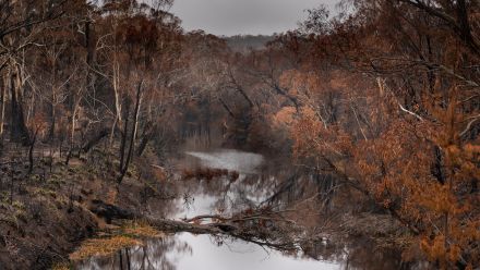 Landscape of Tallaganda Forest, NSW