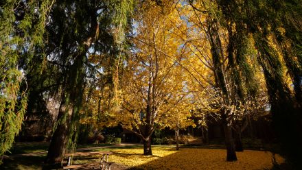 Autumn leaves turn yellow at ANU in Canberra, ACT.