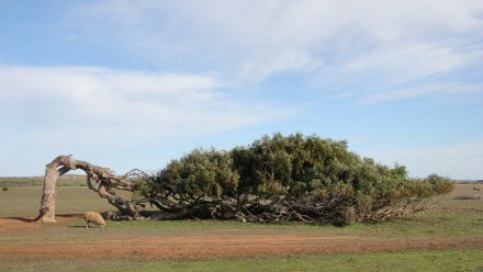 Ben tree in Southern Yamatji Country