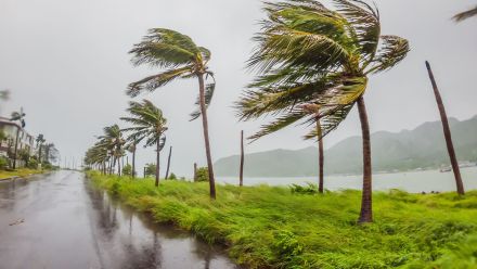 Tropical trees experiencing high winds
