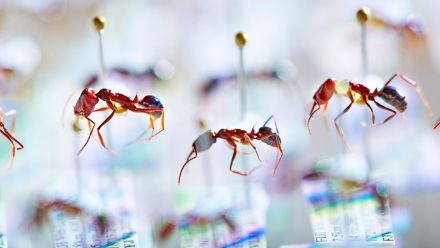 Close up of ant specimens