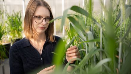 Dr Samantha McGaughey is looking at a plant. She is wearing glasses and a black top
